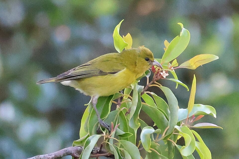 Oahu Amakihi