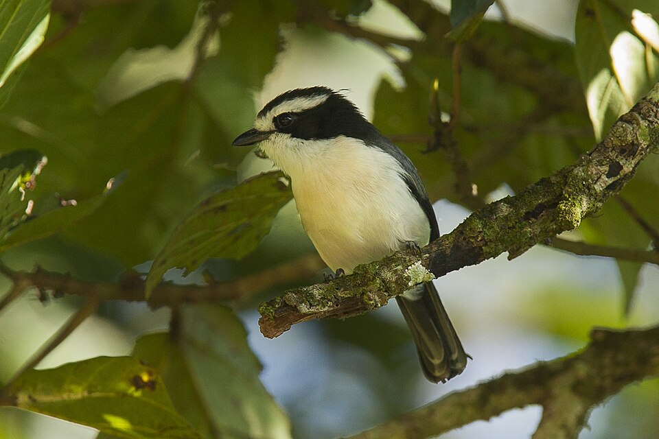 Bocage's Bushshrike