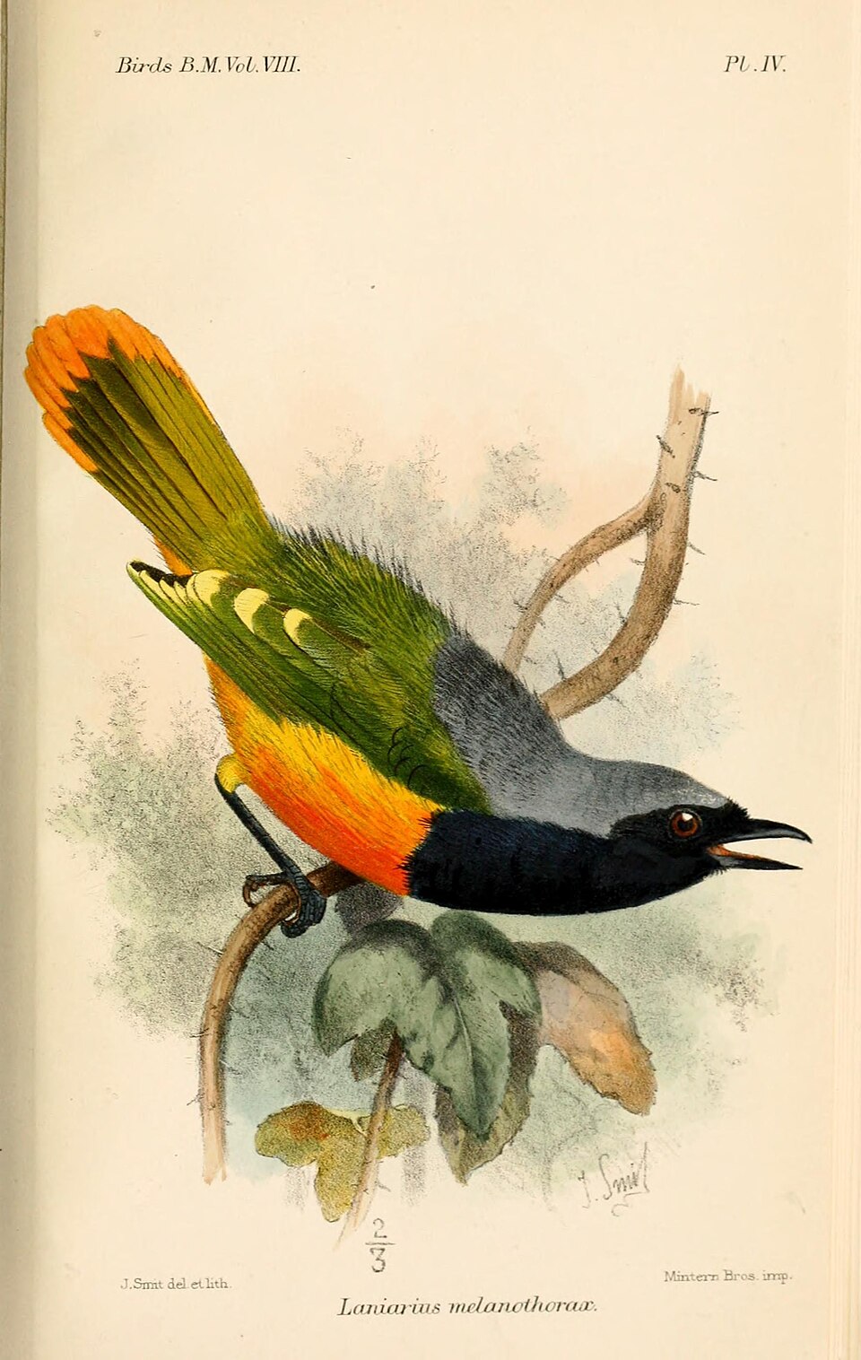 Many-colored Bushshrike