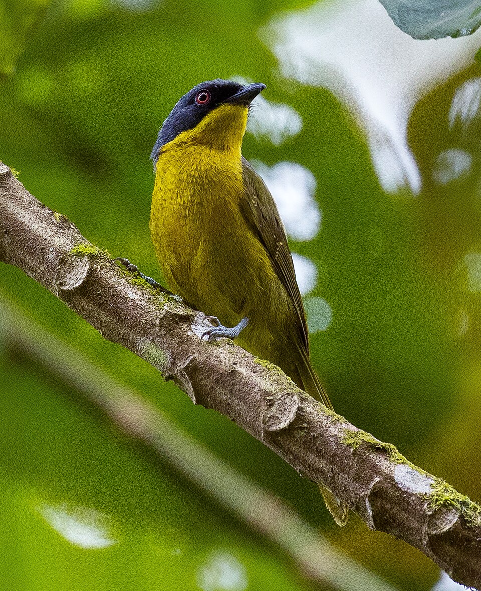 Black-fronted Bushshrike