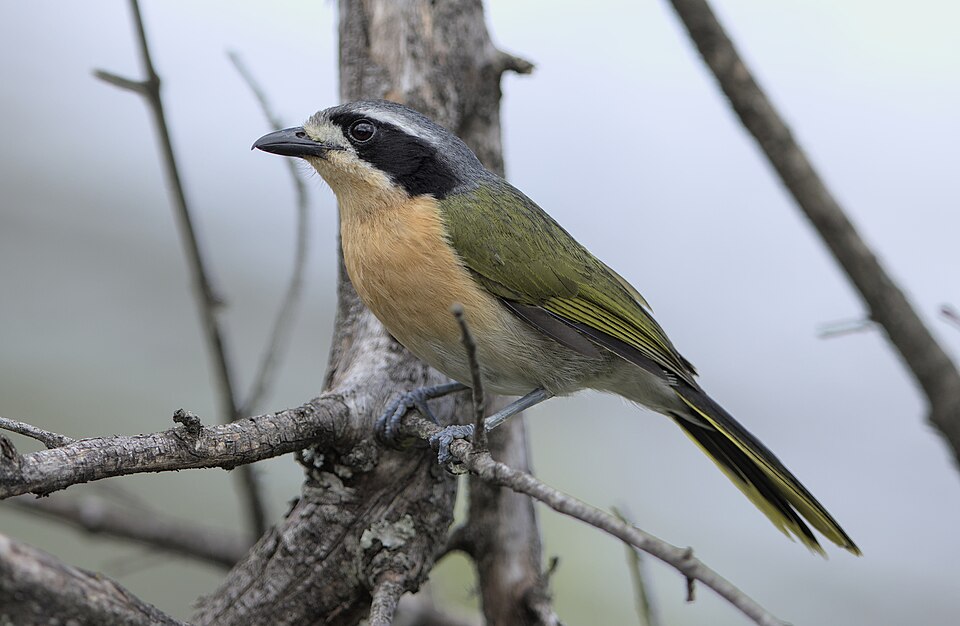 Olive Bushshrike