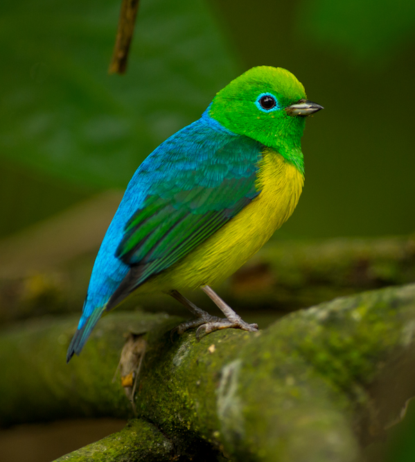 Blue-naped Chlorophonia