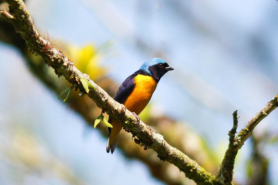 Golden-rumped Euphonia