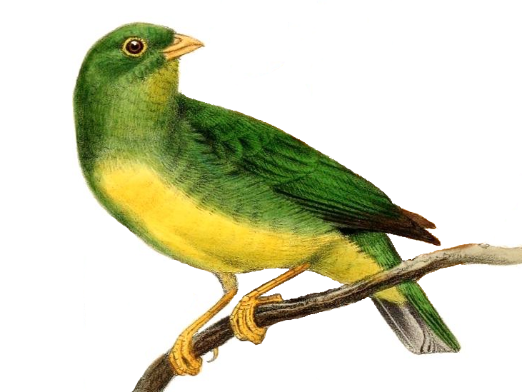 Yellow-collared Chlorophonia