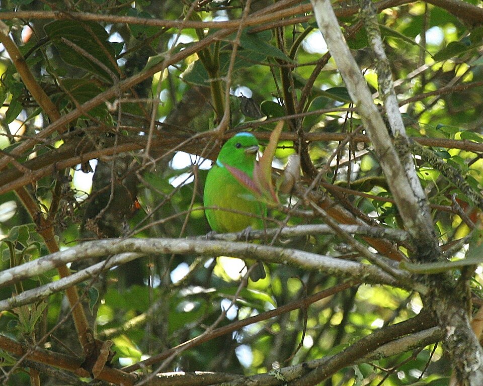Blue-crowned Chlorophonia