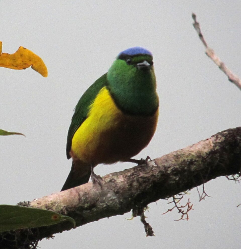 Chestnut-breasted Chlorophonia