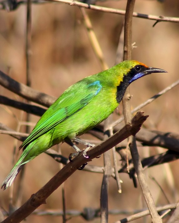 Golden-fronted Leafbird