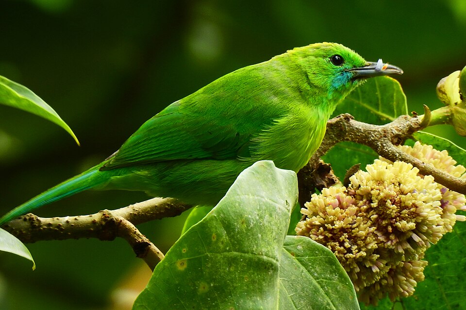 Javan Leafbird