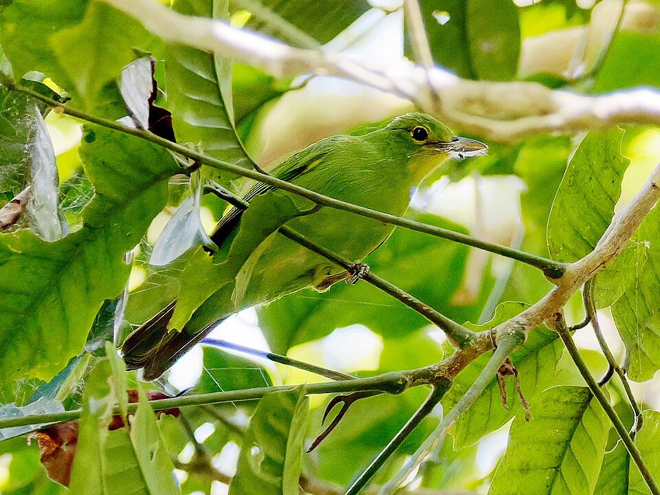 Philippine Leafbird