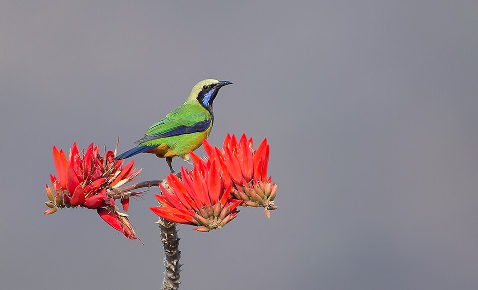 Orange-bellied Leafbird