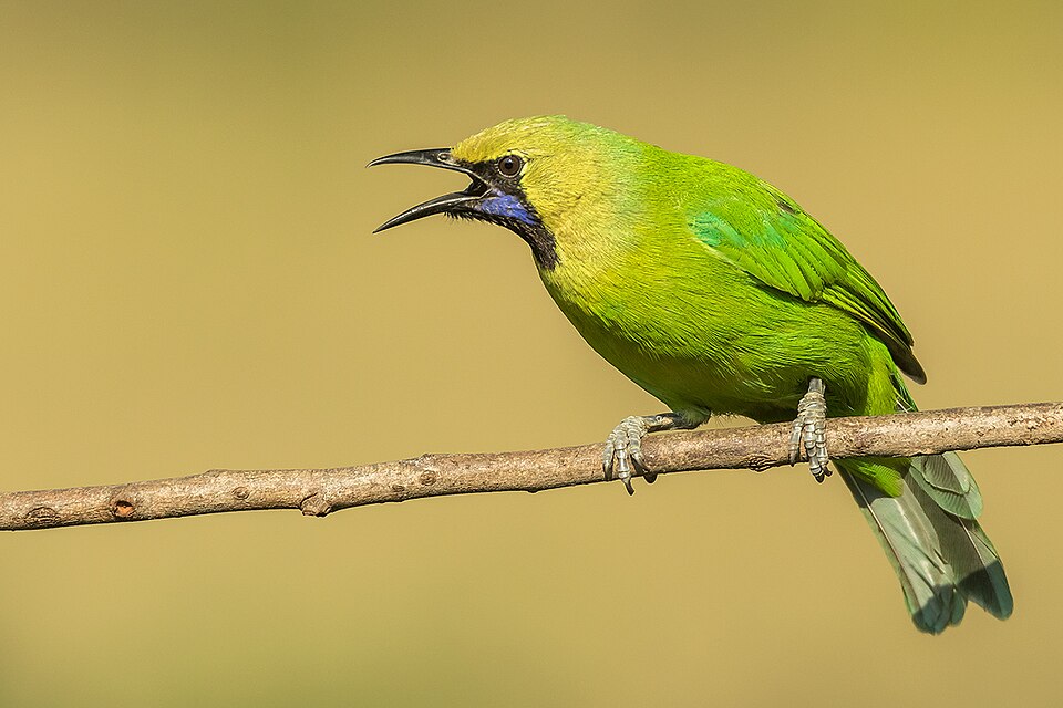 Jerdon's Leafbird
