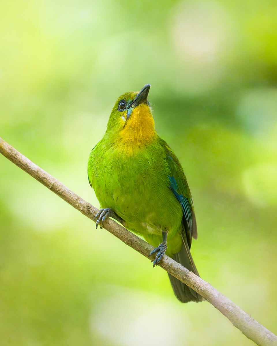 Yellow-throated Leafbird