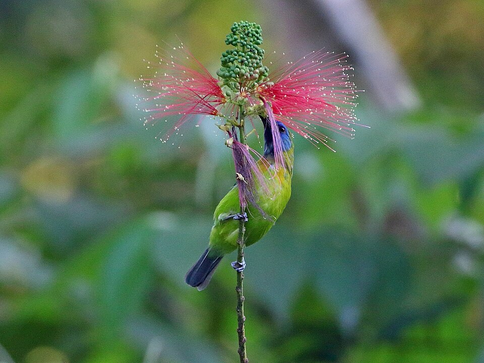 Blue-masked Leafbird