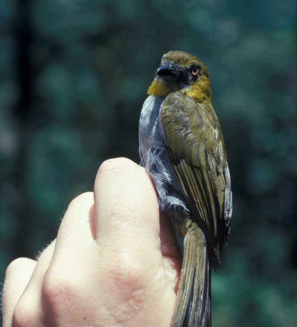 Yellow-throated Bush Tanager
