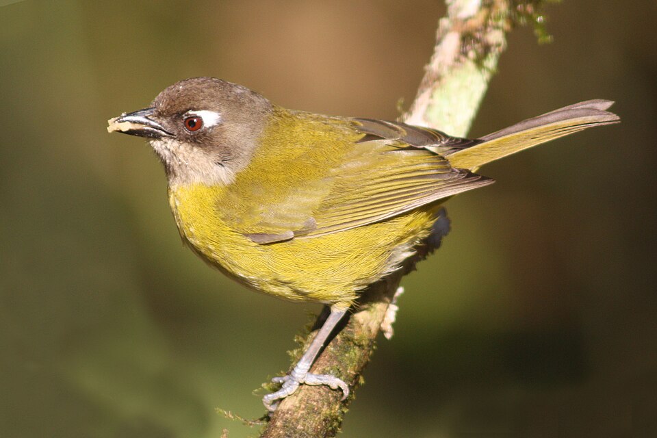 Common Bush Tanager