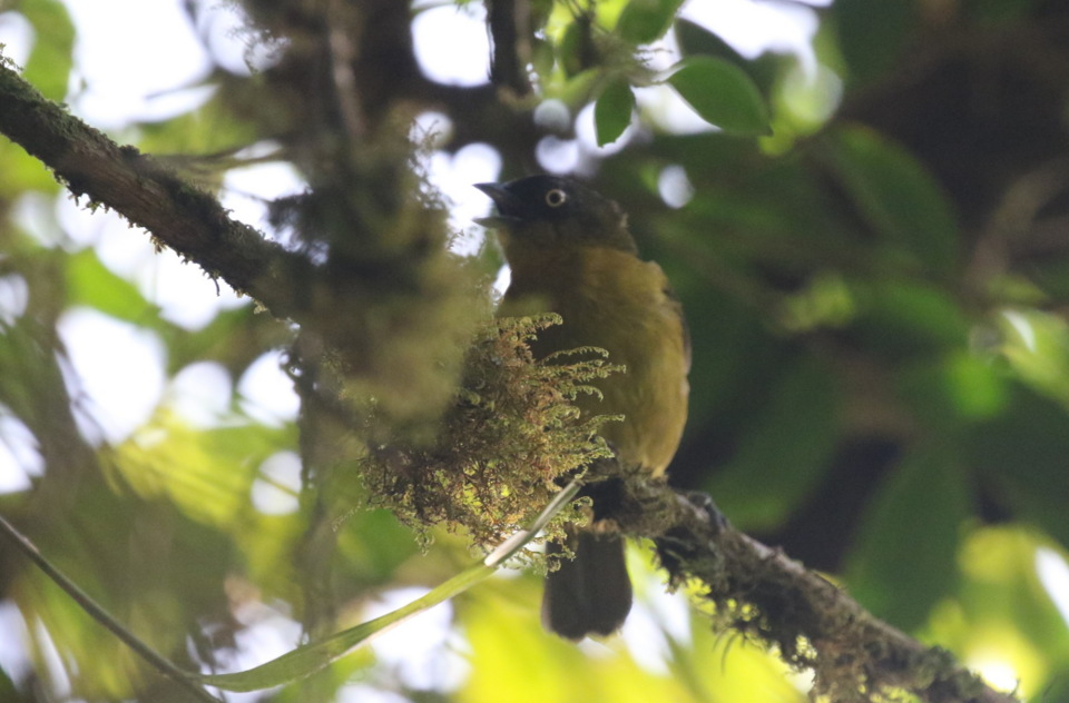 Pirre Bush Tanager