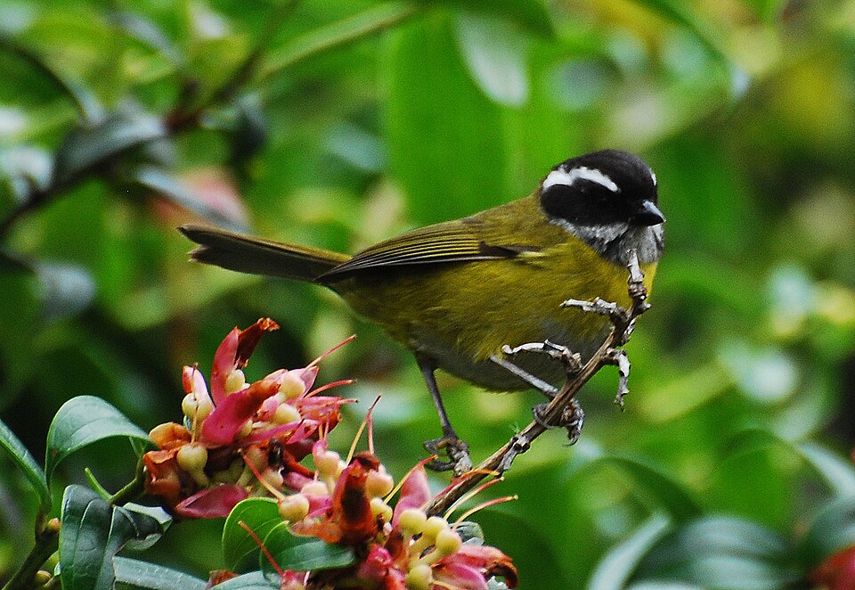 Sooty-capped Bush Tanager