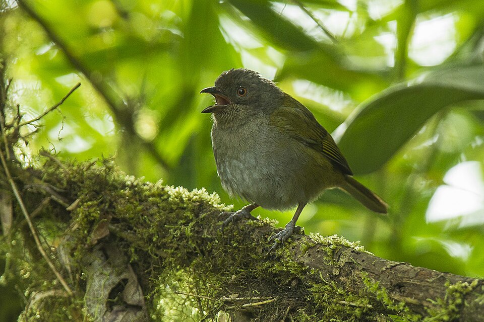 Dusky Bush Tanager