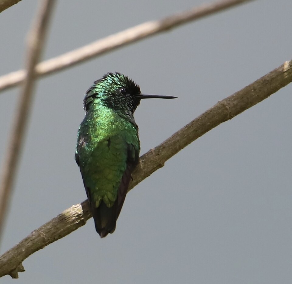 Green-tailed Emerald