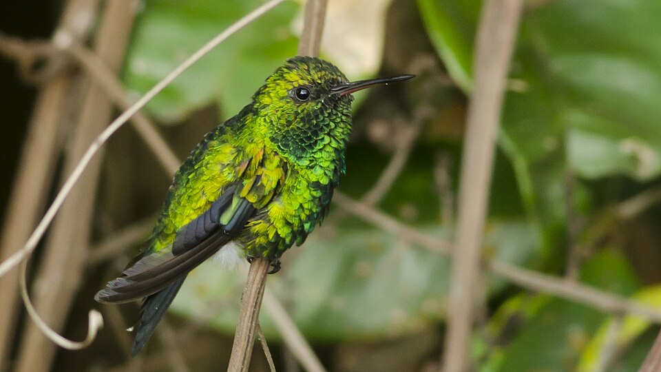 Red-billed Emerald