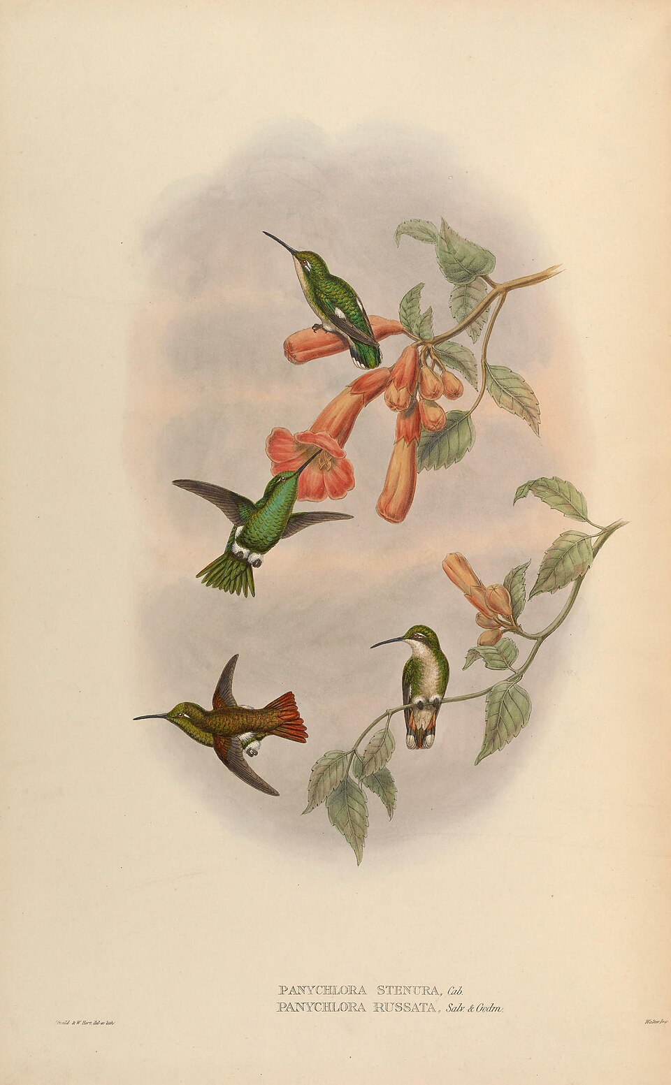 Coppery Emerald