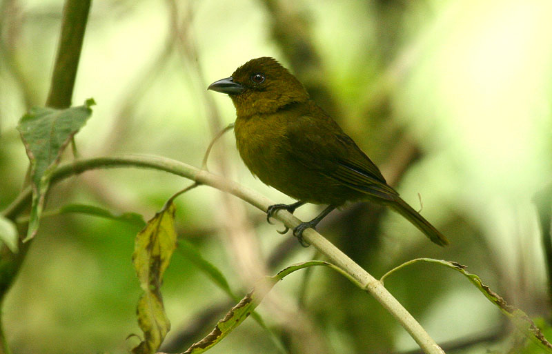 Carmiol's Tanager