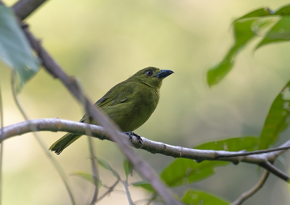 Olive Tanager