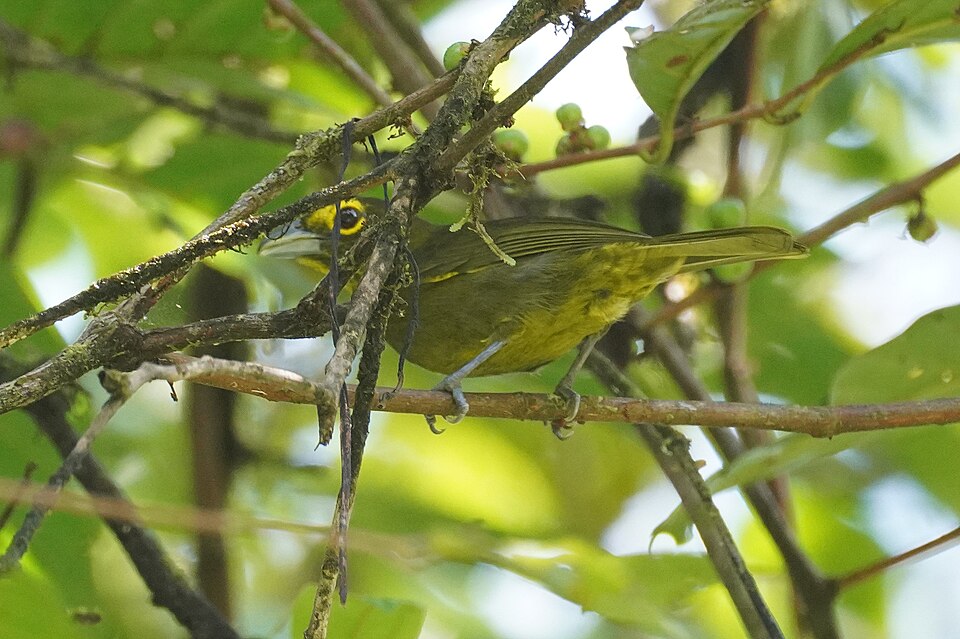 Lemon-spectacled Tanager