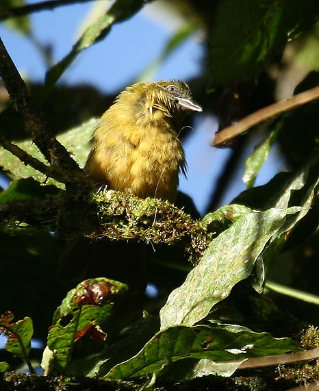 Ochre-breasted Tanager