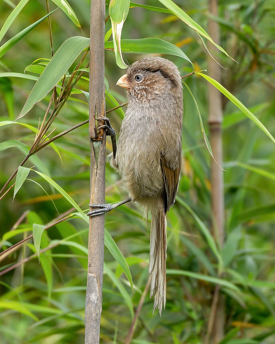 Brown Parrotbill