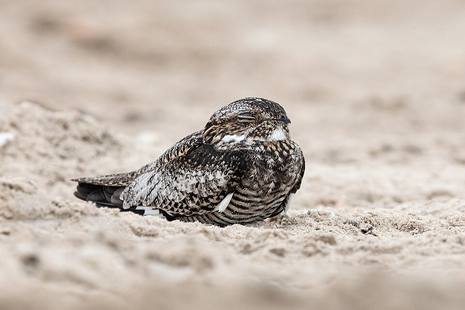 Lesser Nighthawk