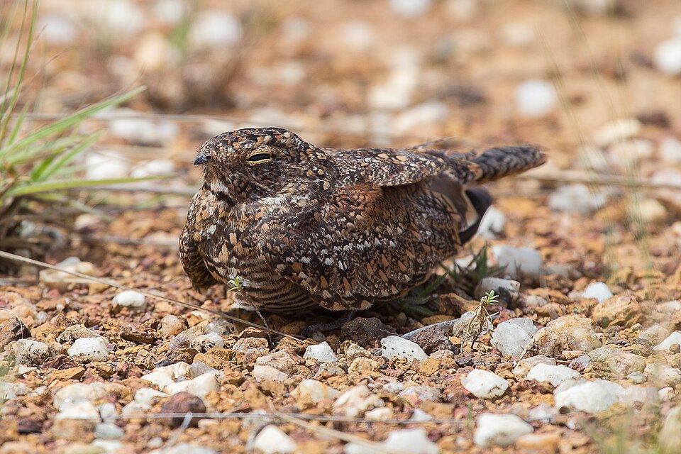 Least Nighthawk