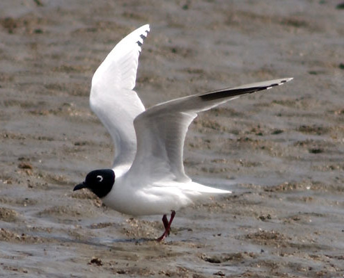 Saunders's Gull