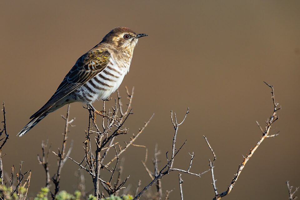 Horsfield's Bronze Cuckoo