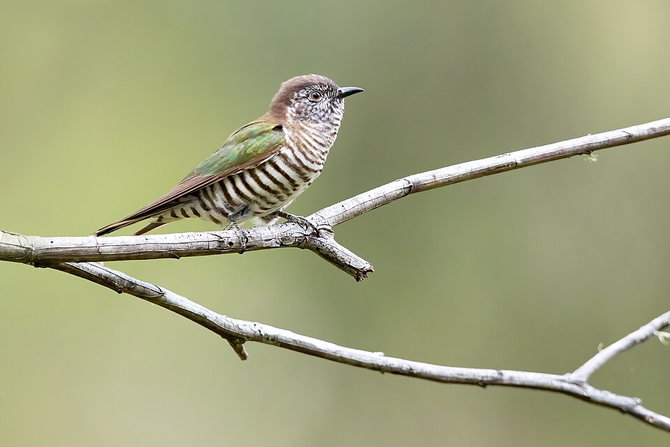 Shining Bronze Cuckoo