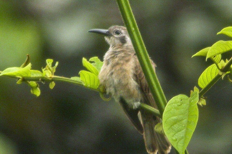 Long-billed Cuckoo