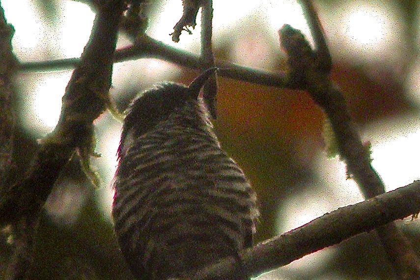 White-eared Bronze Cuckoo
