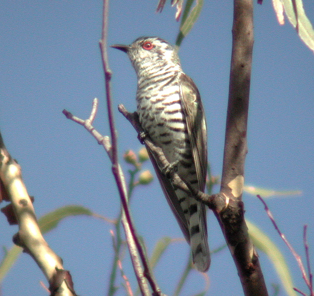 Little Bronze Cuckoo