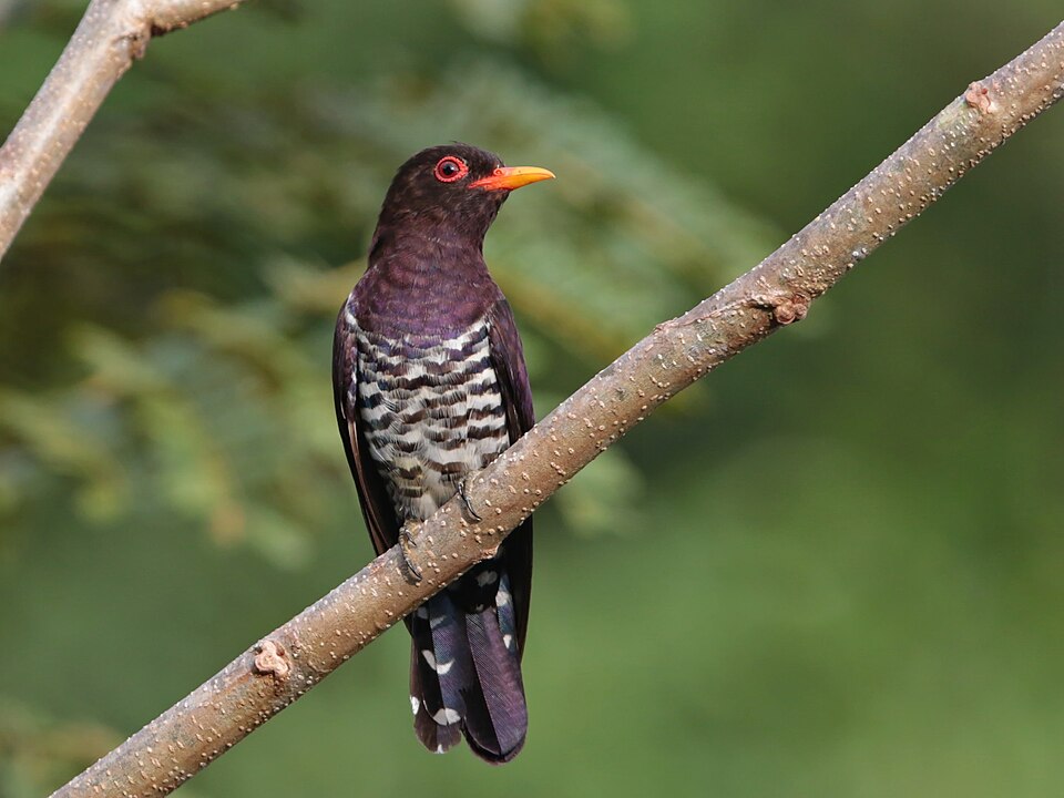 Violet Cuckoo
