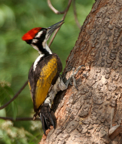 White-naped Woodpecker