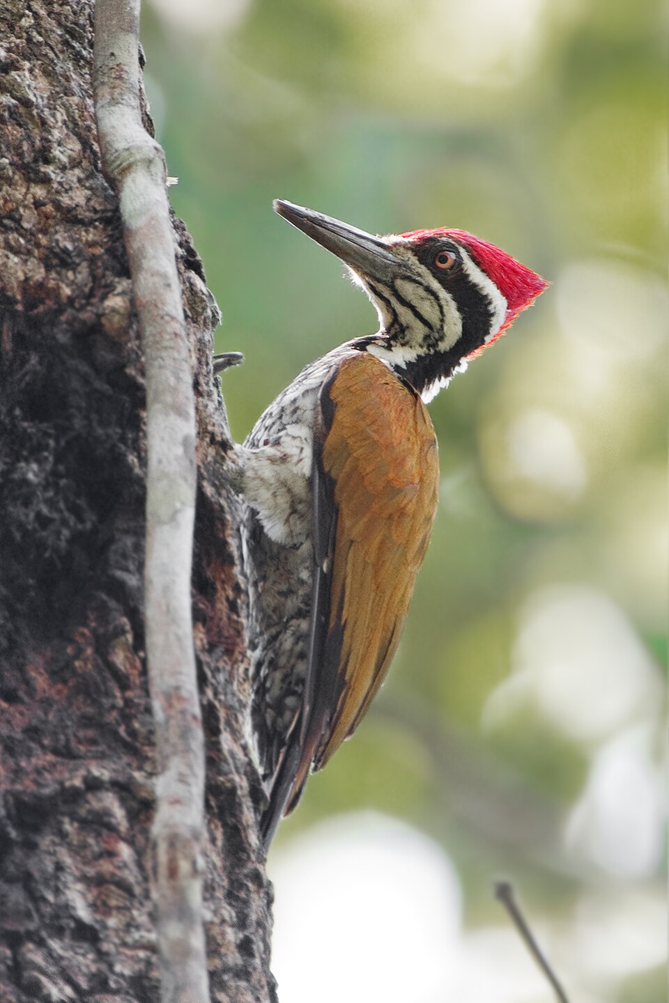 Greater Flameback