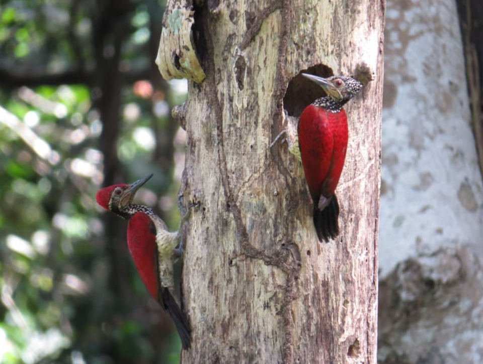 Luzon Flameback