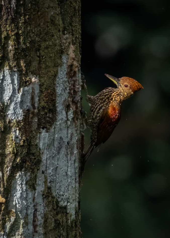 Buff-spotted Flameback