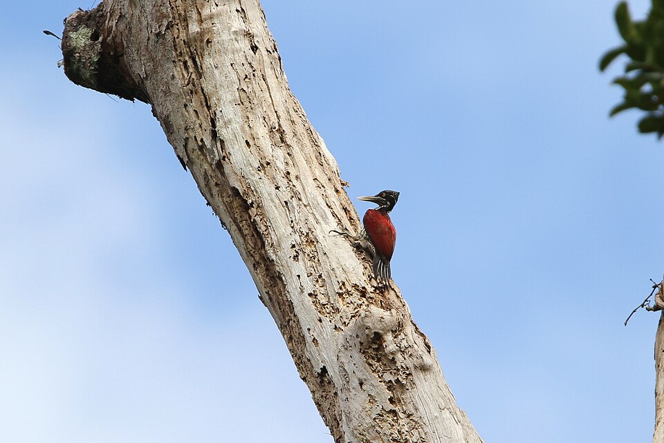 Crimson-backed Flameback
