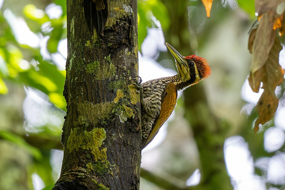 Javan Flameback