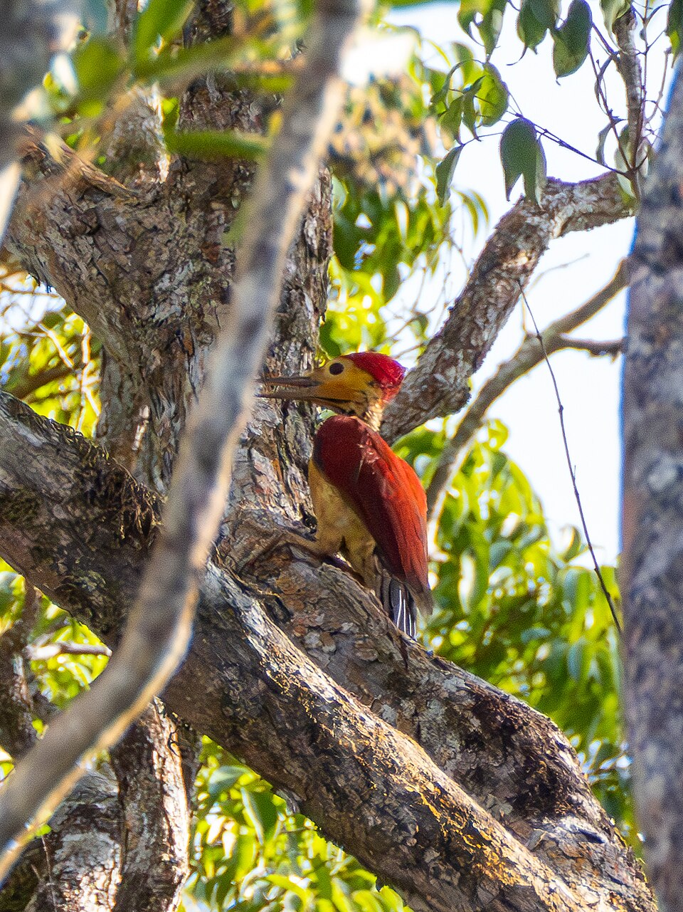 Yellow-faced Flameback