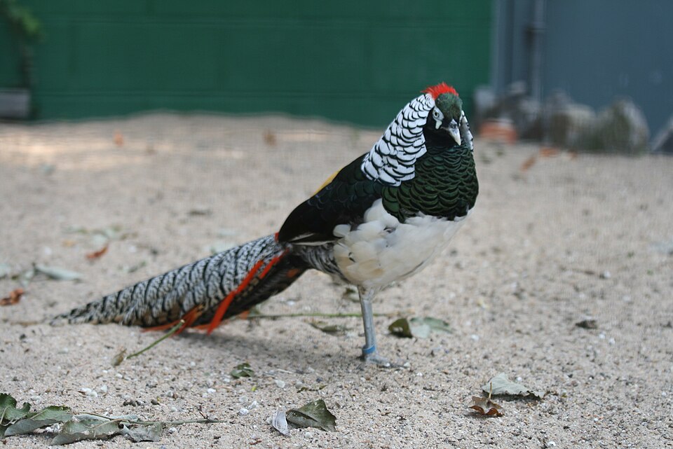 Lady Amherst's Pheasant