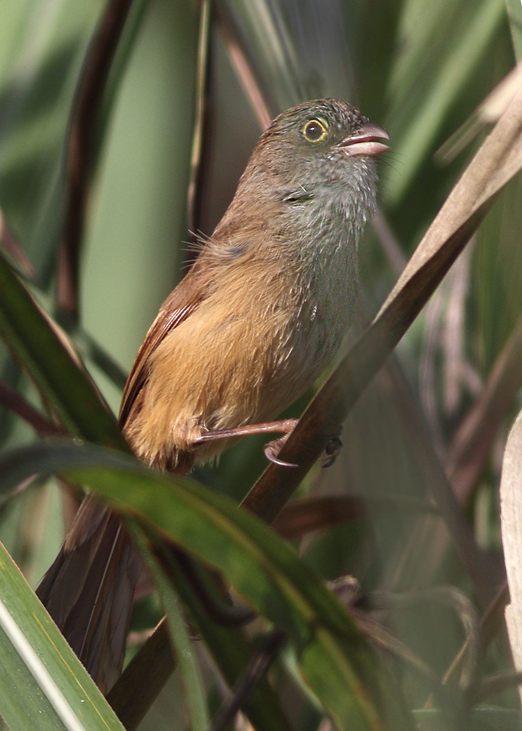 Jerdon's Babbler