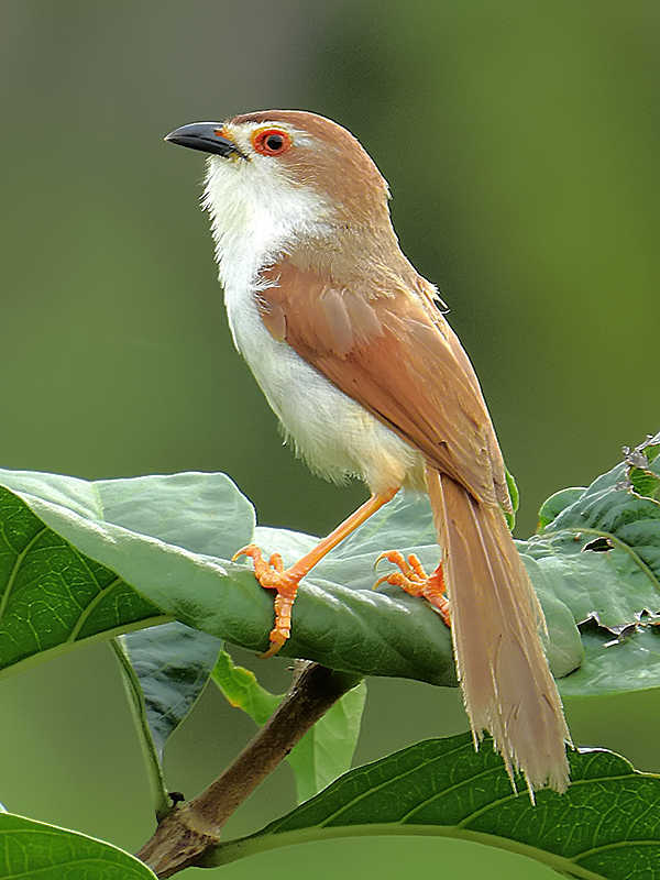 Yellow-eyed Babbler
