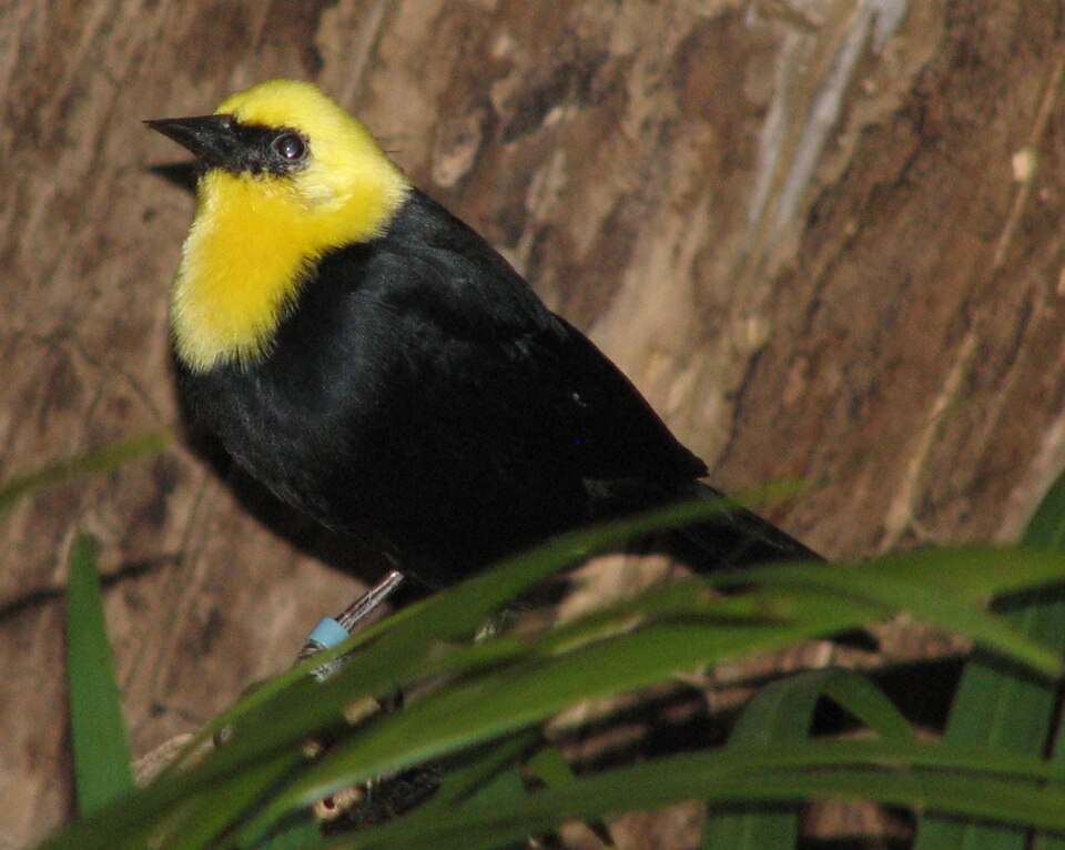 Yellow-hooded Blackbird